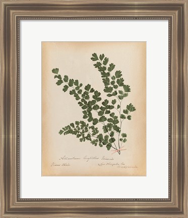 Framed Botanical Fern III Mossy Green Print