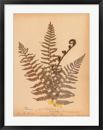 Framed Botanical Fern IV Print