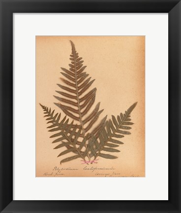 Framed Botanical Fern XI Print