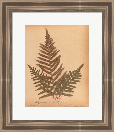 Framed Botanical Fern XI Print