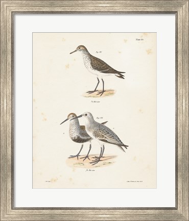 Framed Shore Birds I Print