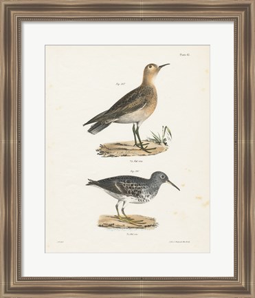 Framed Shore Birds II Print