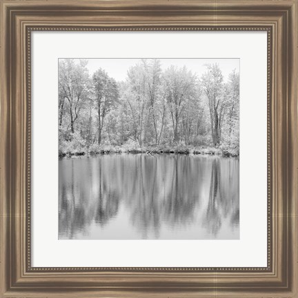 Framed Tree Reflections Print