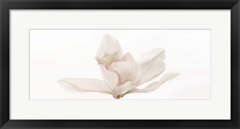 Framed Cattleya Print