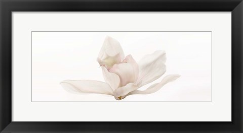 Framed Cattleya Print