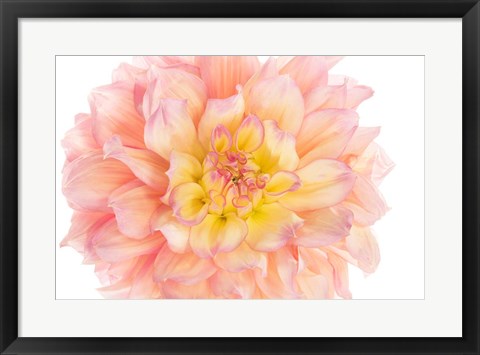 Framed Coral Dahlia Print