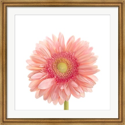 Framed Gerbera Daisy Print