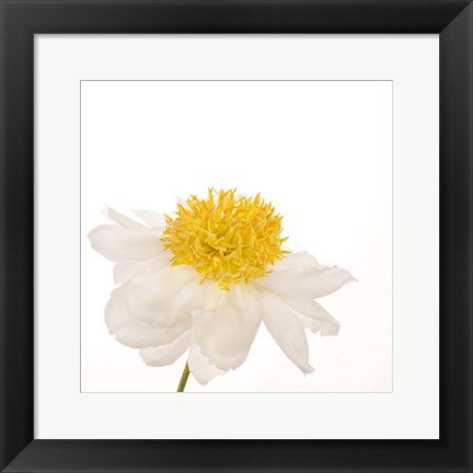 Framed Gold Standard Peony Print