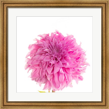 Framed Swan Island Dahlia Print