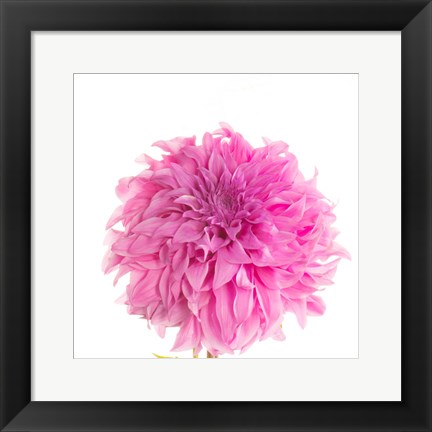 Framed Swan Island Dahlia Print