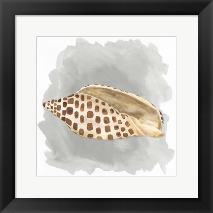 Framed Shells on Grey I Print