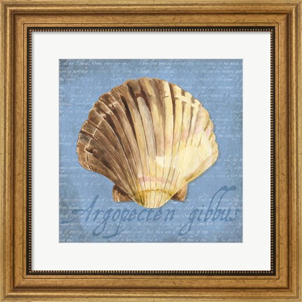 Framed Oceanum Shells Blue V Print