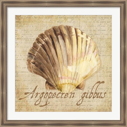 Framed Oceanum Shells Beige V Print