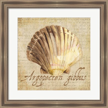 Framed Oceanum Shells Beige V Print