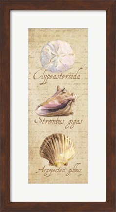 Framed Oceanum Shell Panel Beige I Print