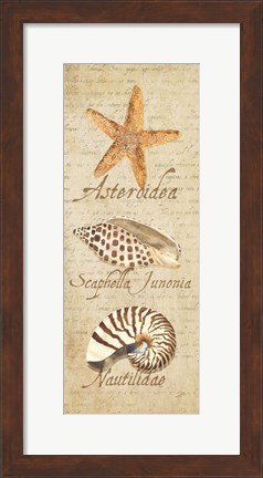 Framed Oceanum Shell Panel Beige II Print