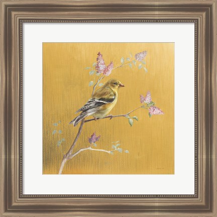 Framed Female Goldfinch on Gold Print