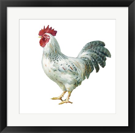 Framed Noble Rooster IV on White Print