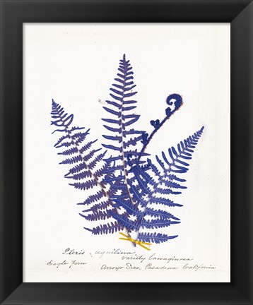 Framed Botanical Fern IV Blue Light Print