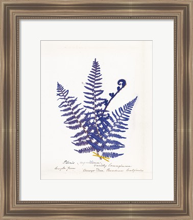 Framed Botanical Fern IV Blue Light Print