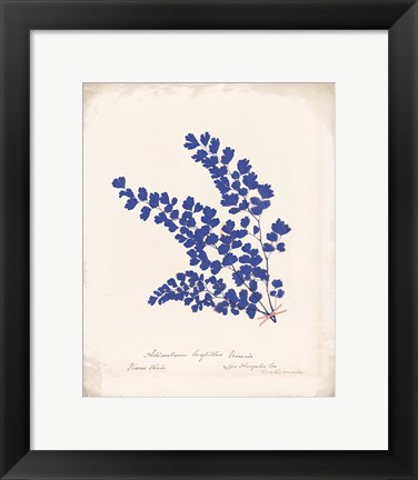 Framed Botanical Fern III Blue Aged Print