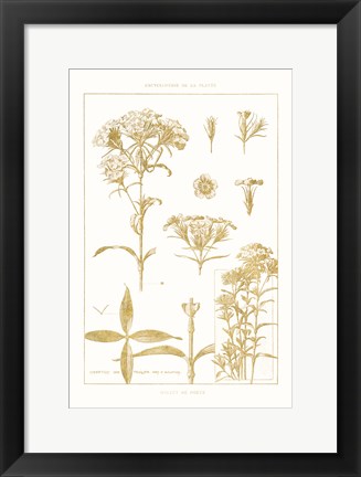 Framed Golden Phlox on White Print