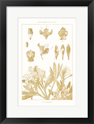 Framed Golden Rhododendron on White Print