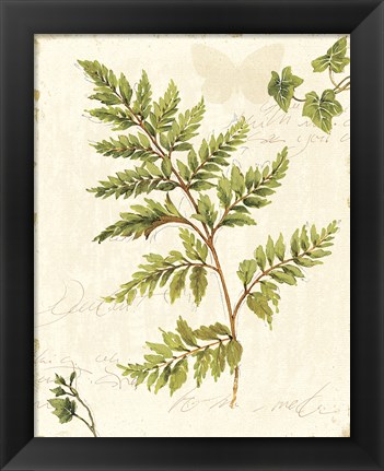 Framed Ivies and Ferns I no Dragonfly Print