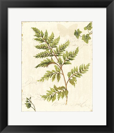 Framed Ivies and Ferns I no Dragonfly Print