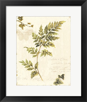 Framed Ivies and Ferns III no Dragonfly Print