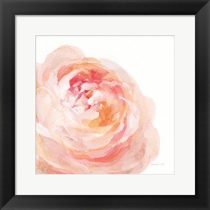 Framed Garden Rose on White Crop Print