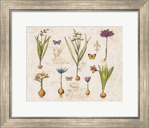 Framed Histoire Naturelle V v2 Print