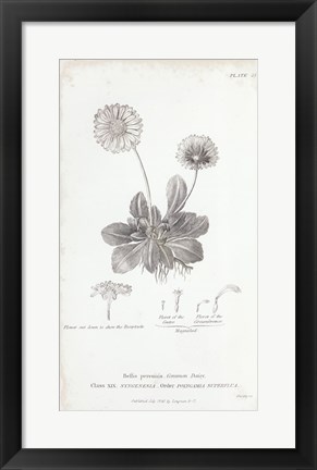 Framed Conversations on Botany IX Print