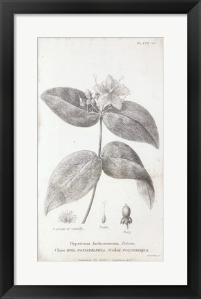 Framed Conversations on Botany VIII Print