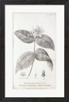 Framed Conversations on Botany VIII Print