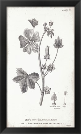 Framed Conversations on Botany VII Print