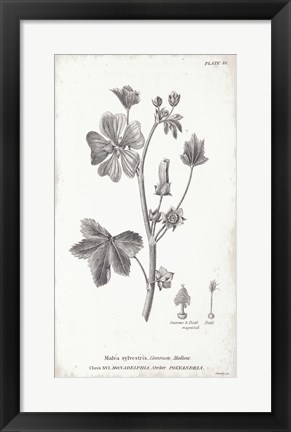 Framed Conversations on Botany VII Print