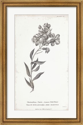 Framed Conversations on Botany VI Print