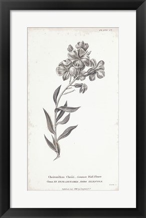 Framed Conversations on Botany VI Print