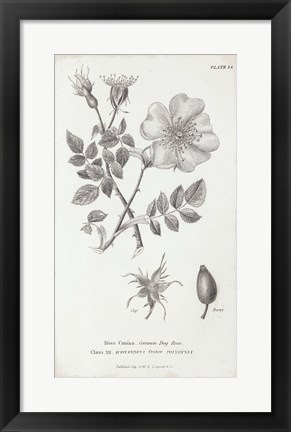 Framed Conversations on Botany IV Print