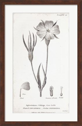 Framed Conversations on Botany III Print