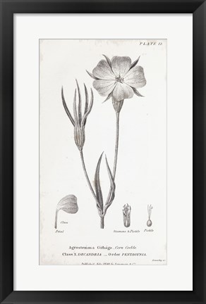 Framed Conversations on Botany III Print