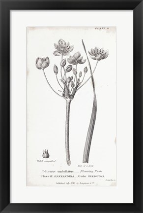 Framed Conversations on Botany II Print