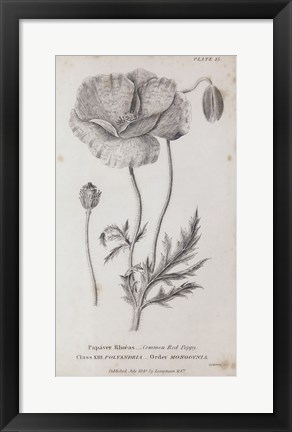 Framed Conversations on Botany V Print