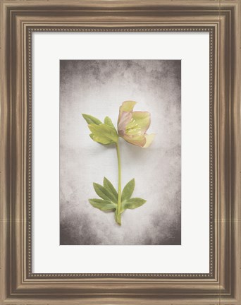 Framed Vintage Hellebore Study III Print