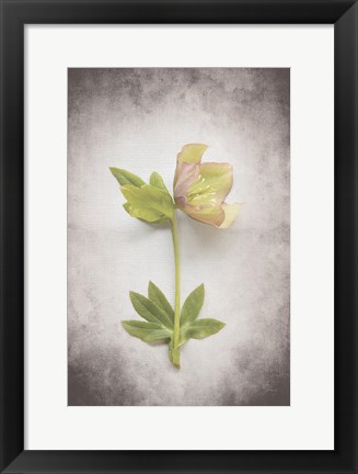 Framed Vintage Hellebore Study III Print