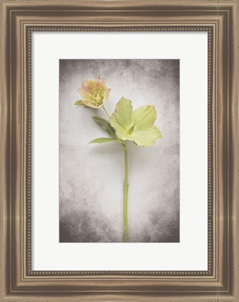 Framed Vintage Hellebore Study II Print