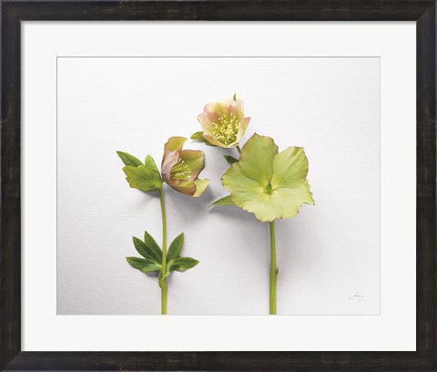 Framed Hellebore Study IV Print