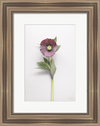 Framed Hellebore Study VI Print