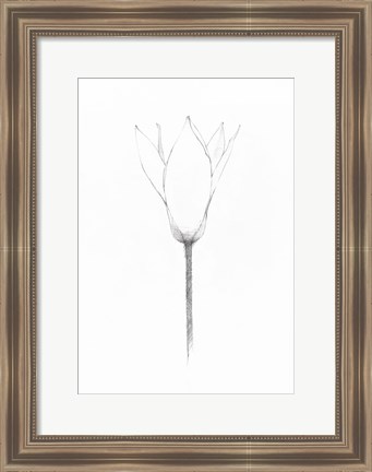 Framed Pencil Floral X Print